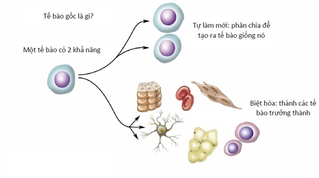 tai-tao-lam-cham-lao-hoa-huyet-thanh-te-bao-nguyen-goc-chong-lao-hoa-ladamer-original-cell-serum-3239